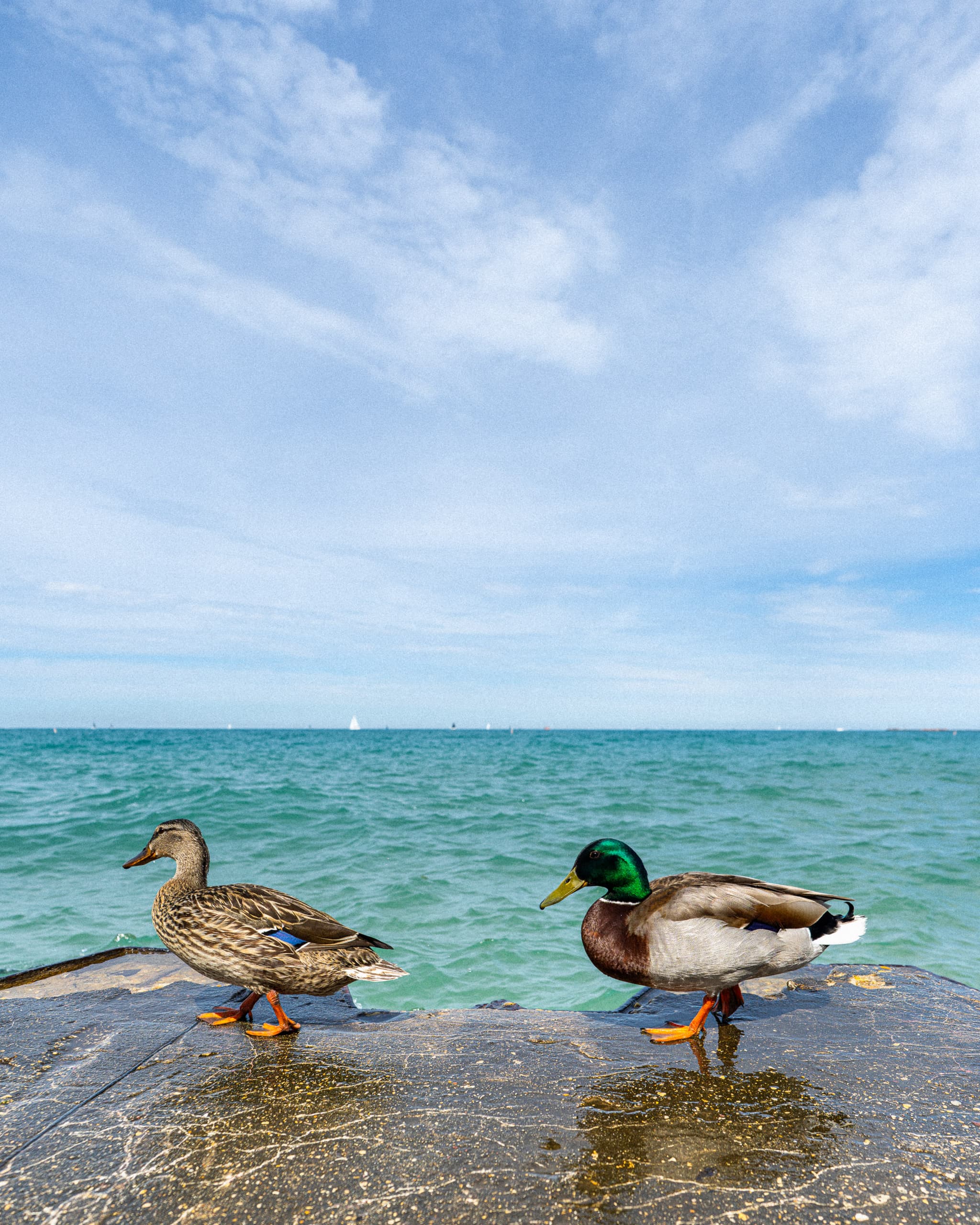 Two mallard ducks walking along a wet stone ledge above the blue water of Lake Michigan
