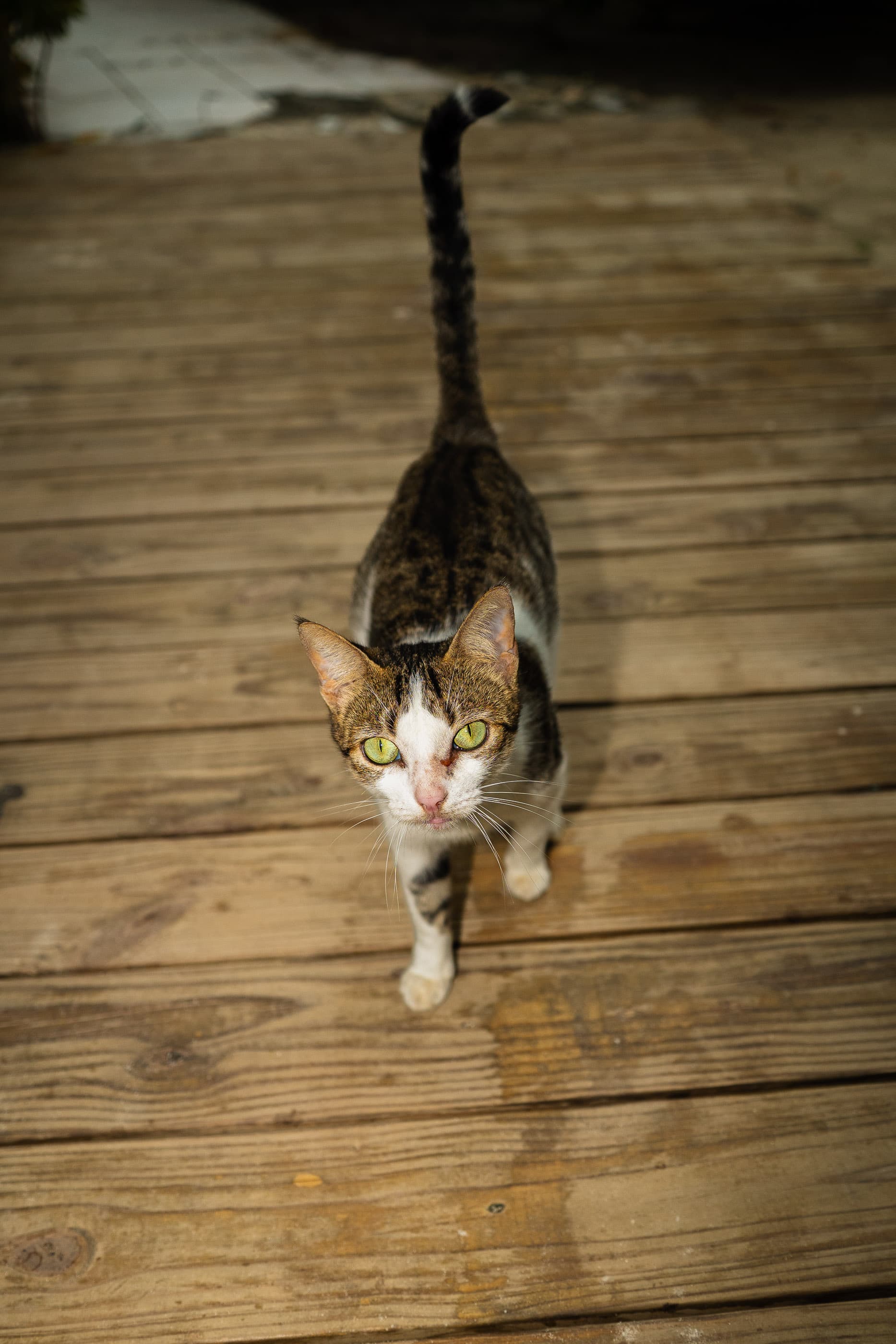 Tabby and white cat walking toward the camera on a weathered wooden deck