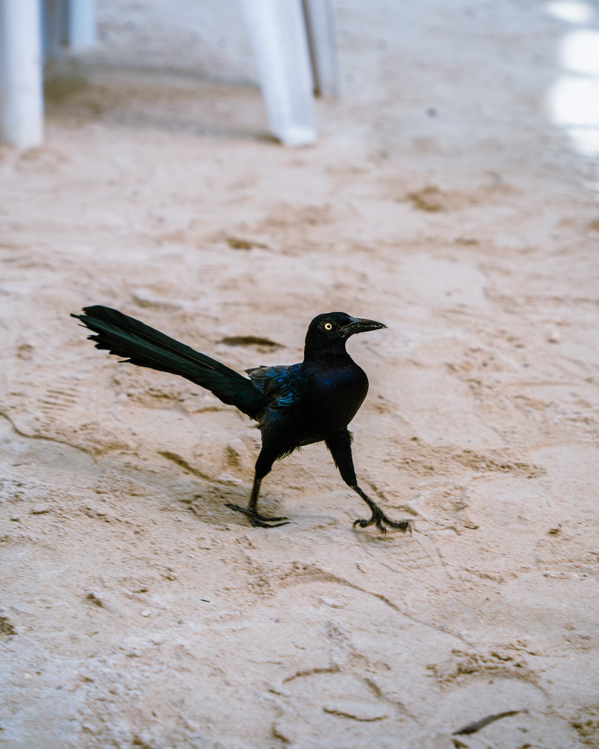 Grackle mid-stride on pale sand, its long tail raised