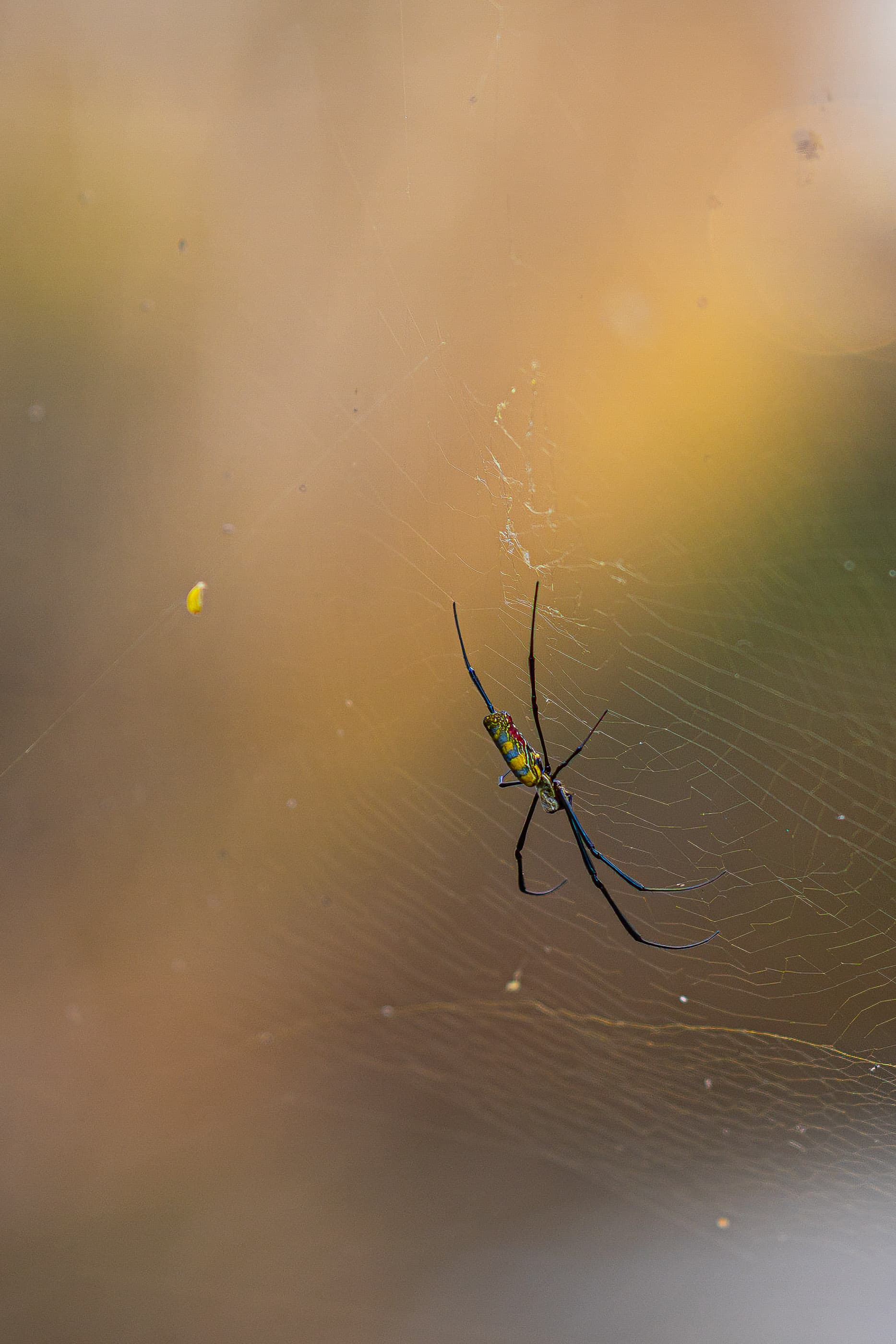 Spider in its web against a soft golden blur