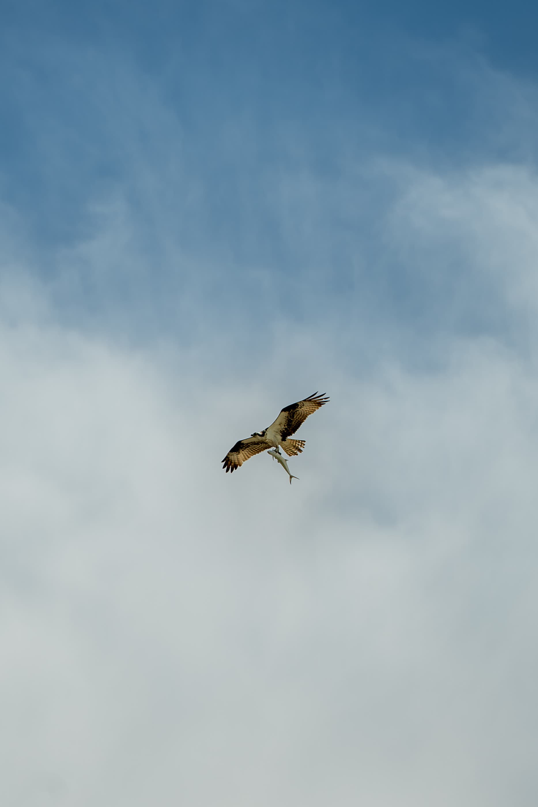 Osprey gliding through a cloudy sky