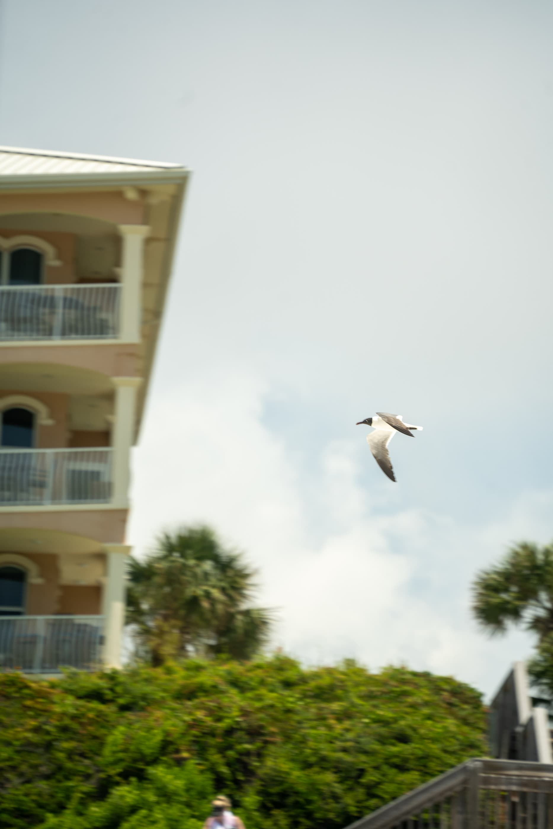 Seagull flying past palm trees and white balconies