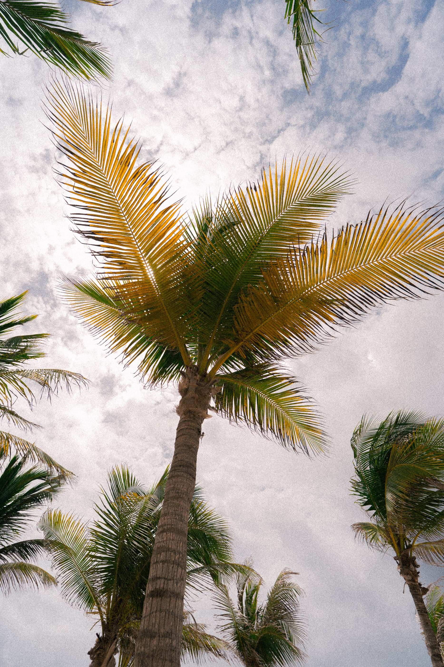 Looking up through palm fronds at a cloudy sky