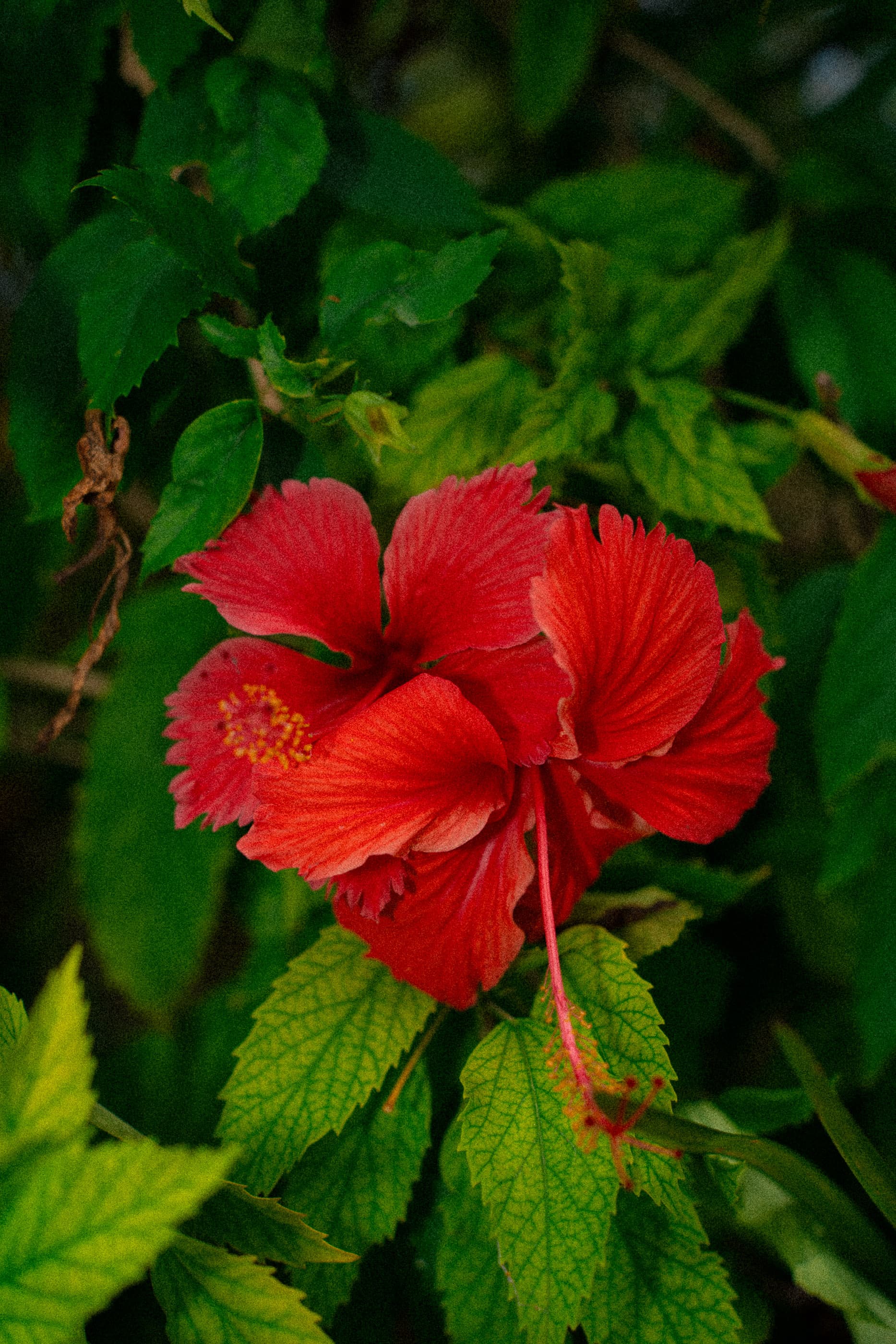 Red hibiscus flower among green leaves
