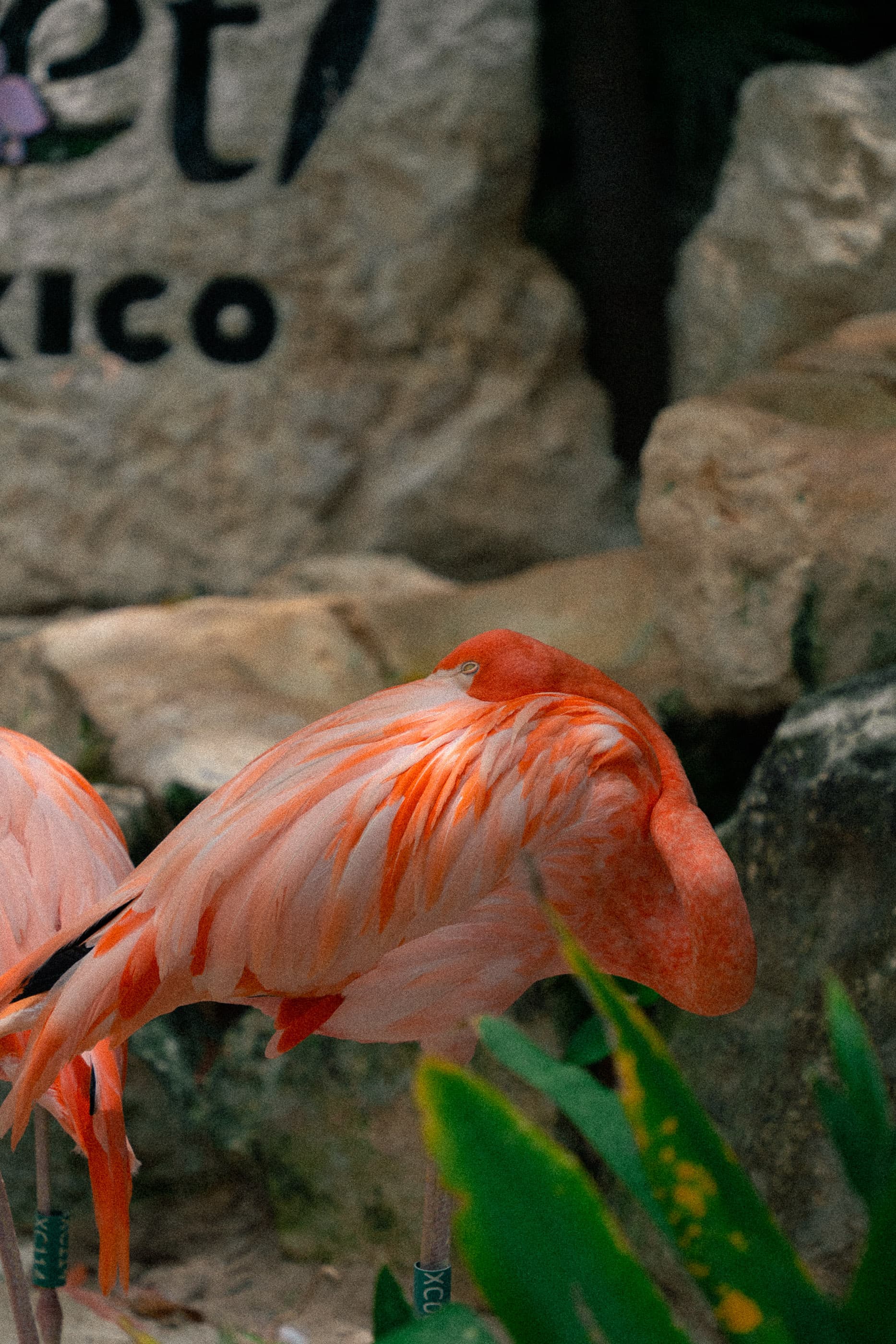 Flamingo resting among rocks