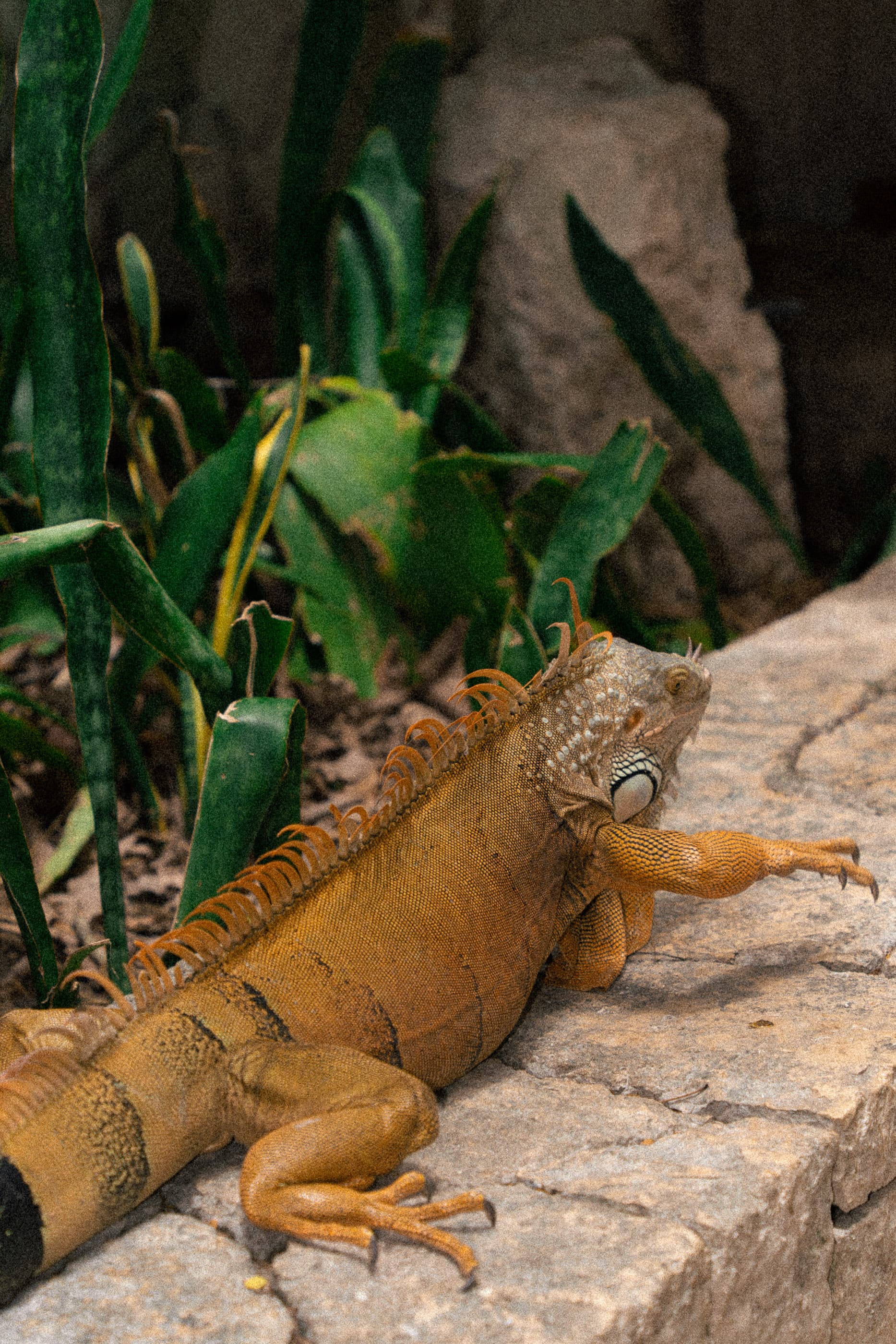 Iguana on a stone ledge among tropical plants