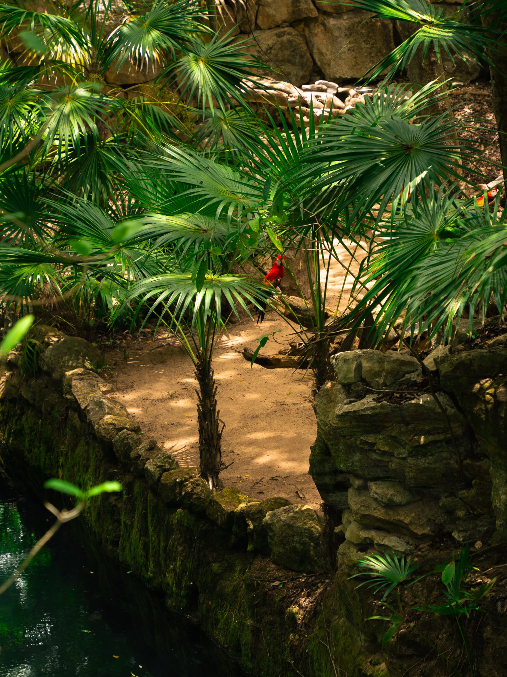 Lush tropical garden with palms and a stone path