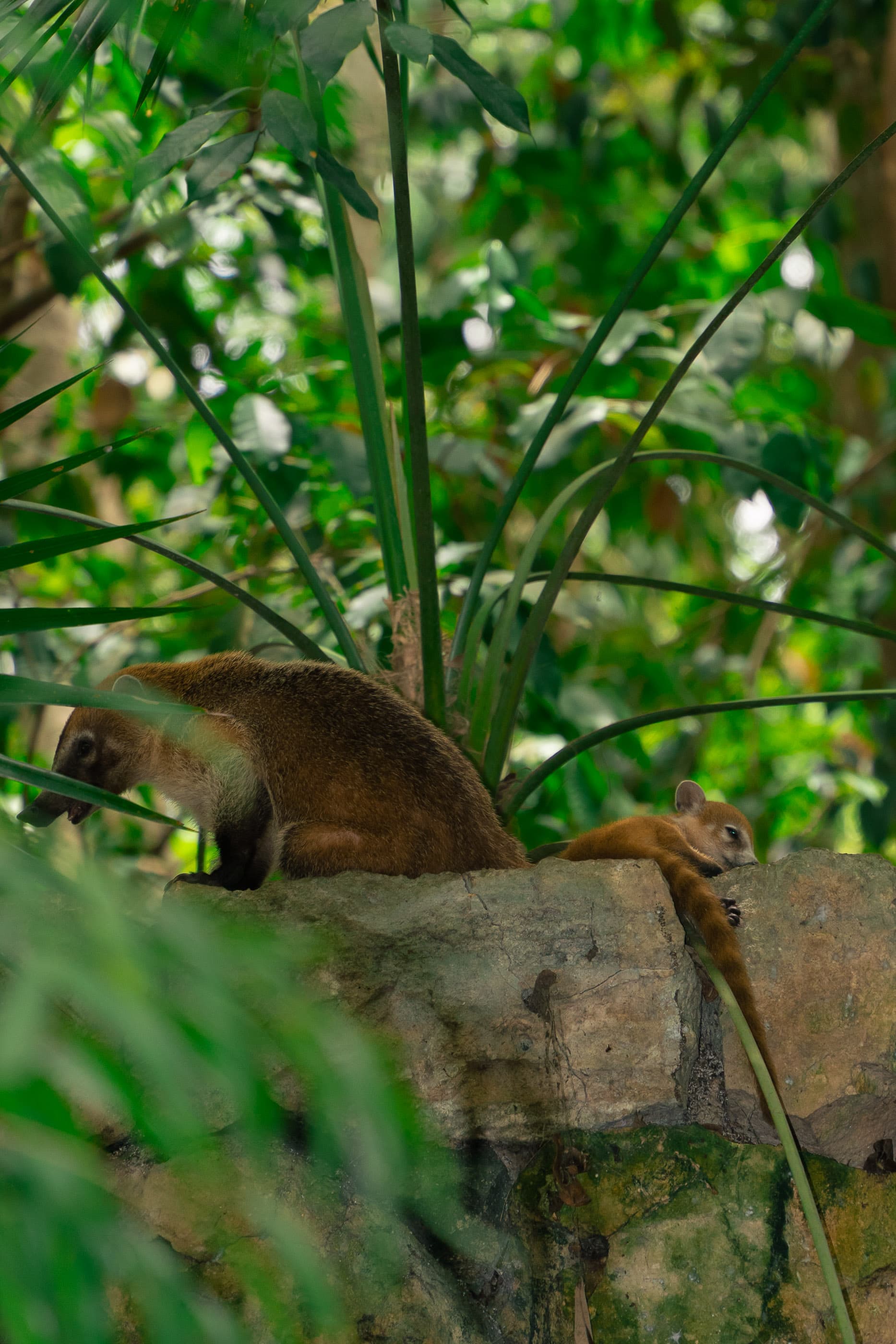 Coati resting on a rock among ferns