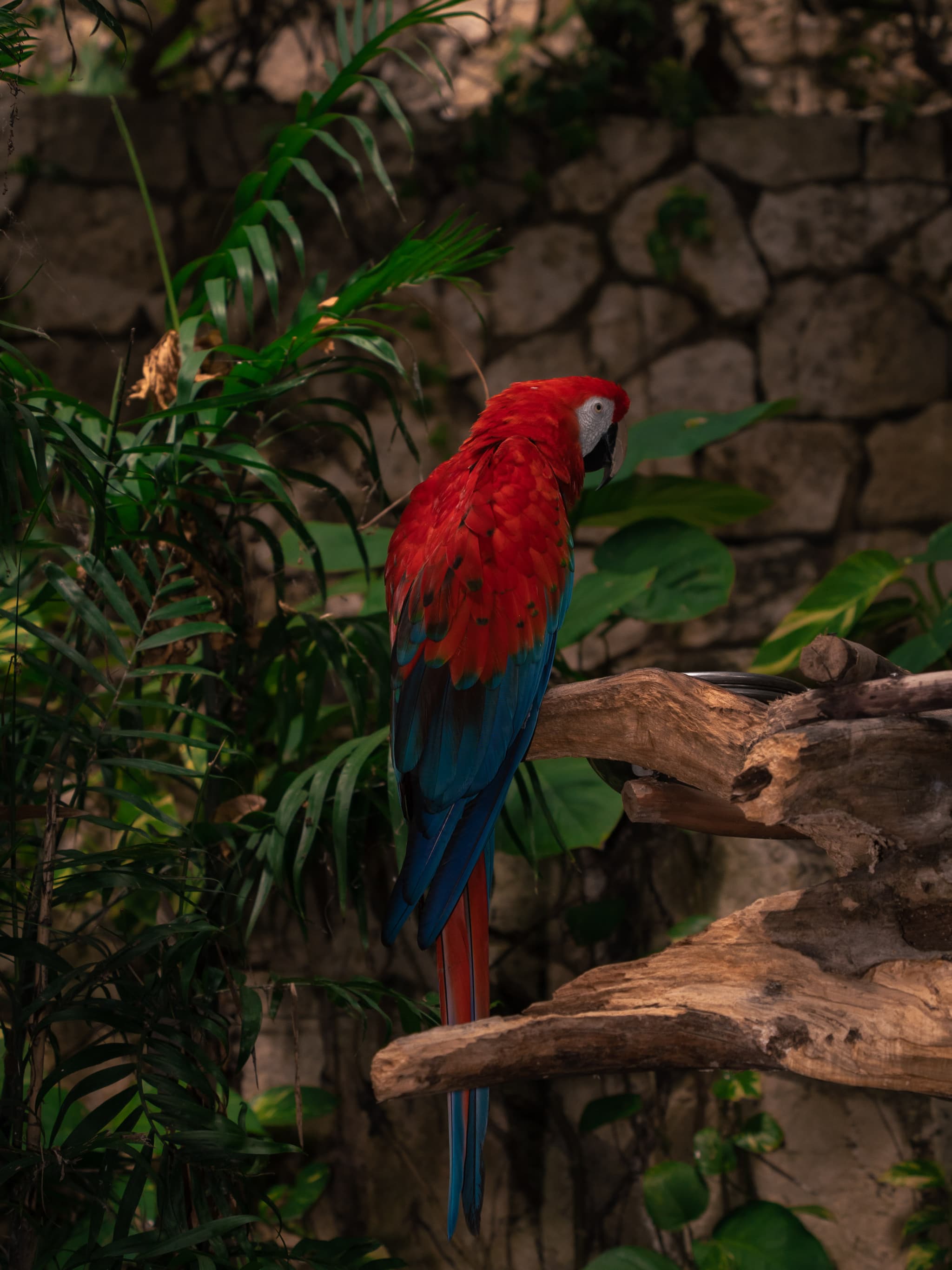 Scarlet macaw perched on a branch