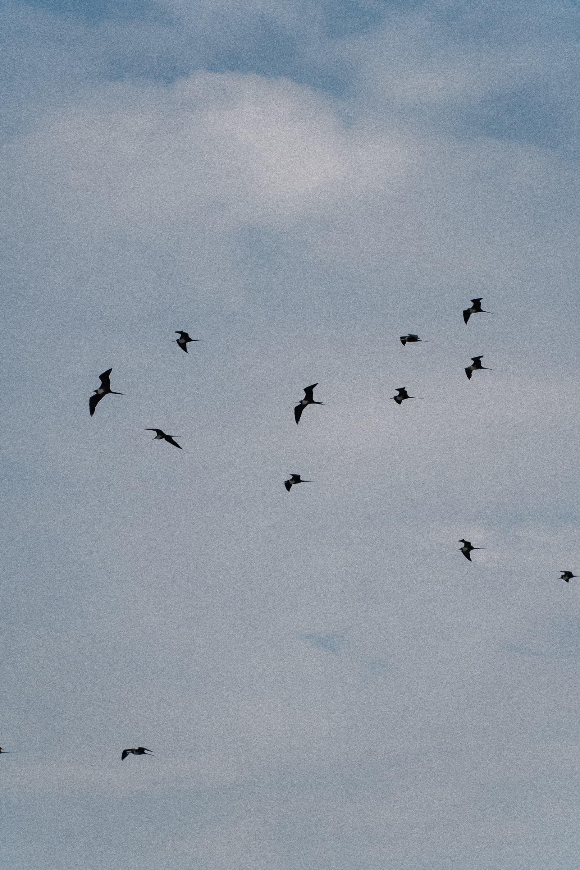 Flock of birds against a pale sky