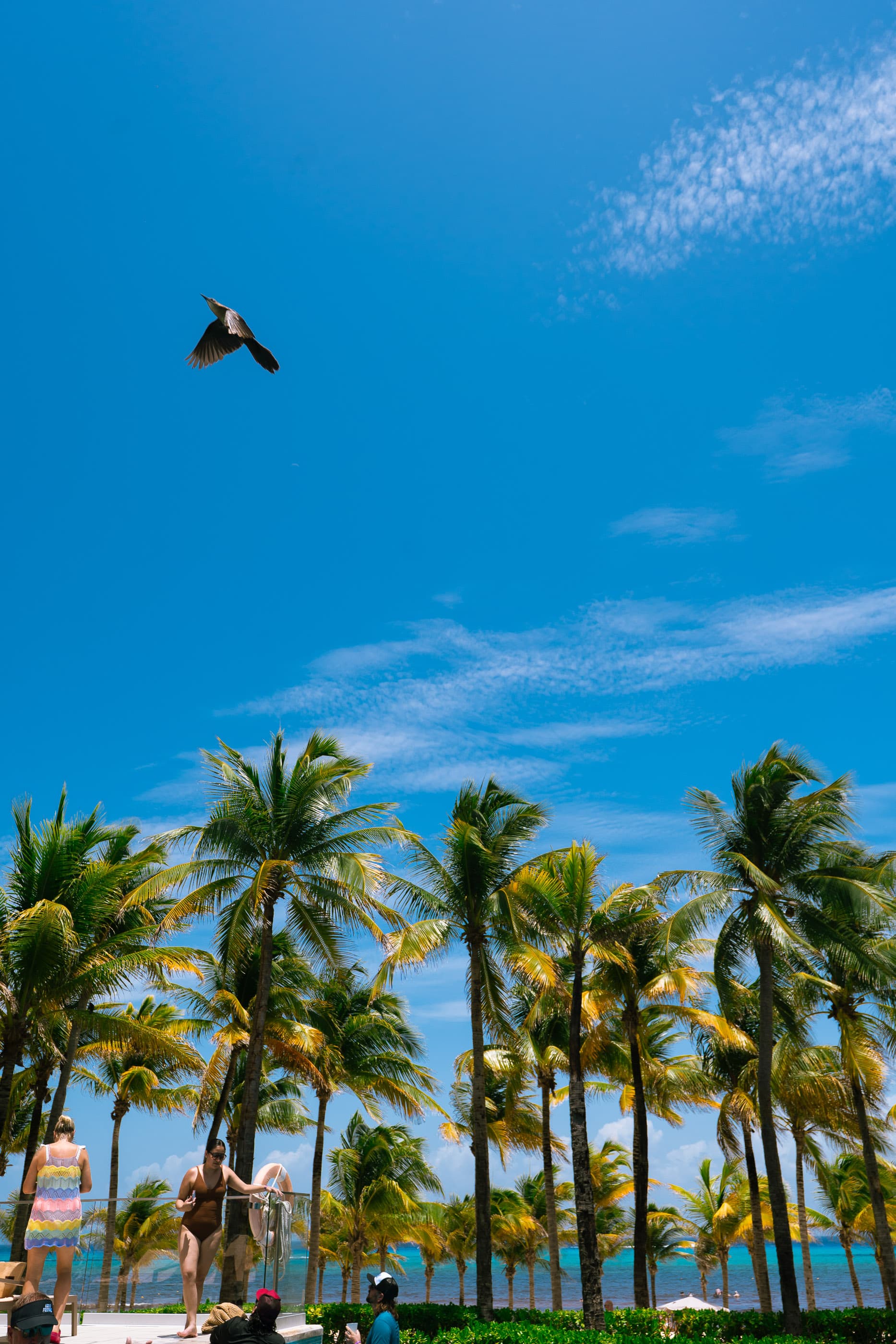 Bird soaring over a row of palm trees by the beach