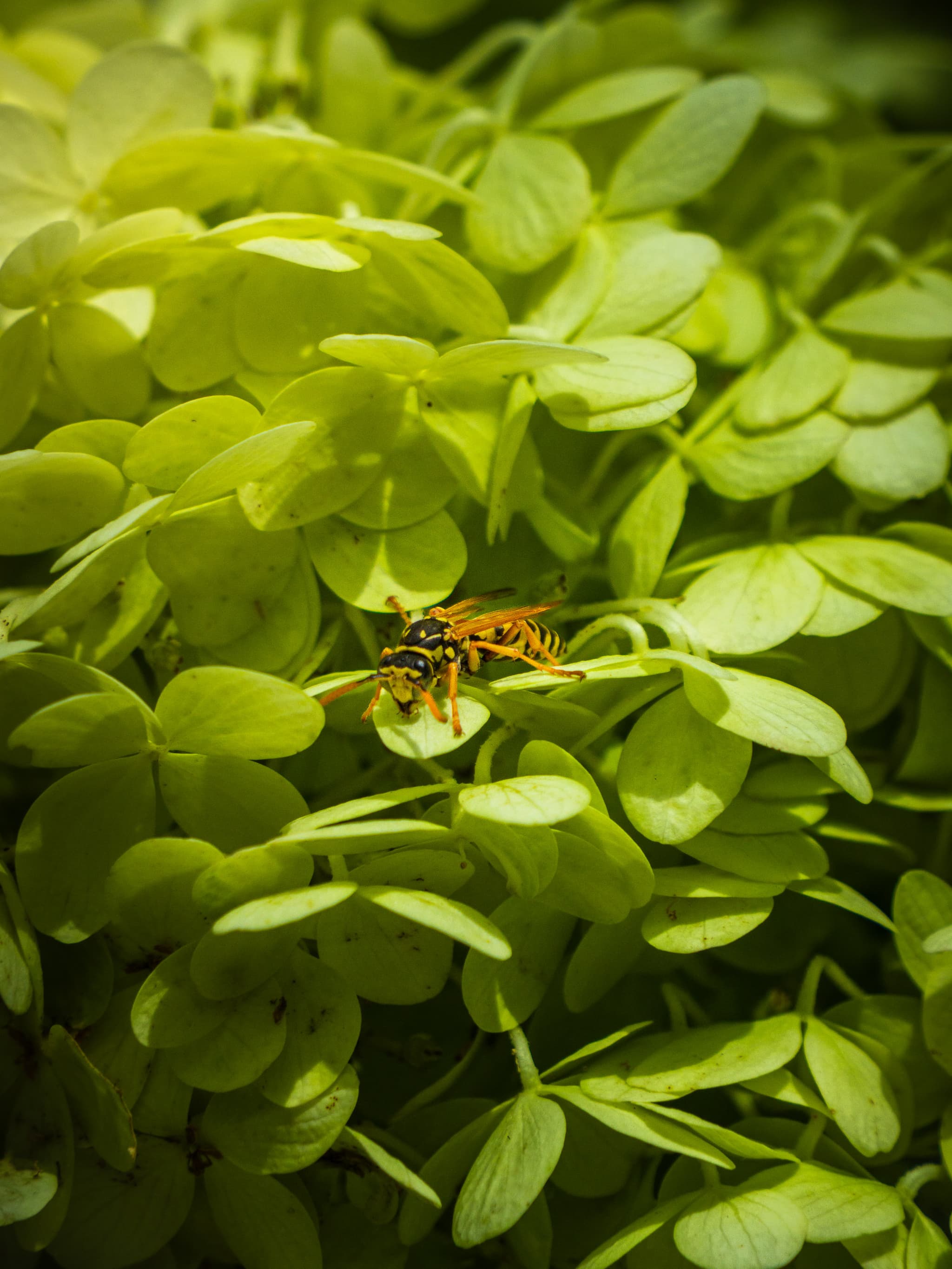 Wasp on bright green leaves